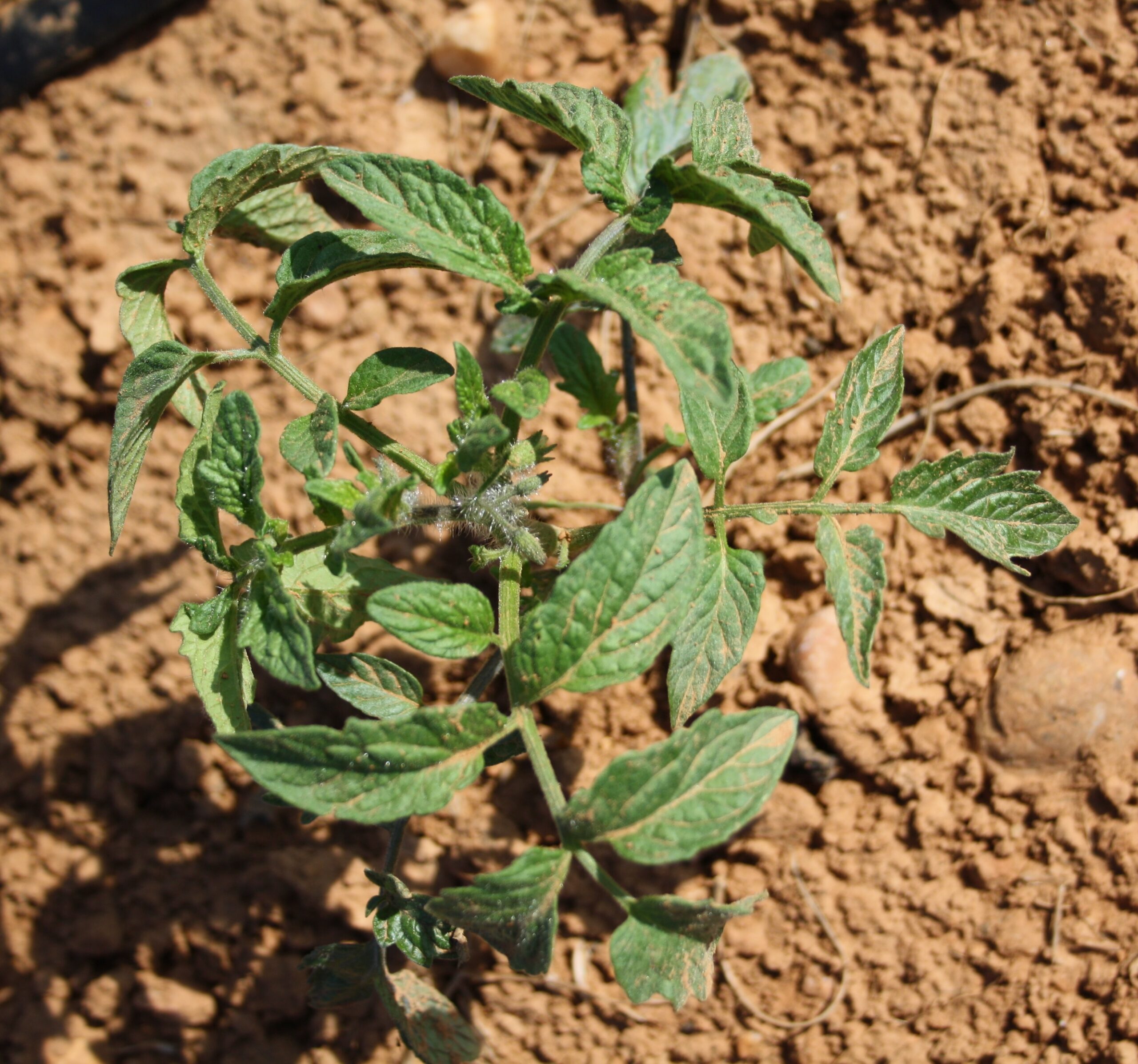 03 STADE PARAPLUIE bbch 51 - 8 à 10 jours après plantation