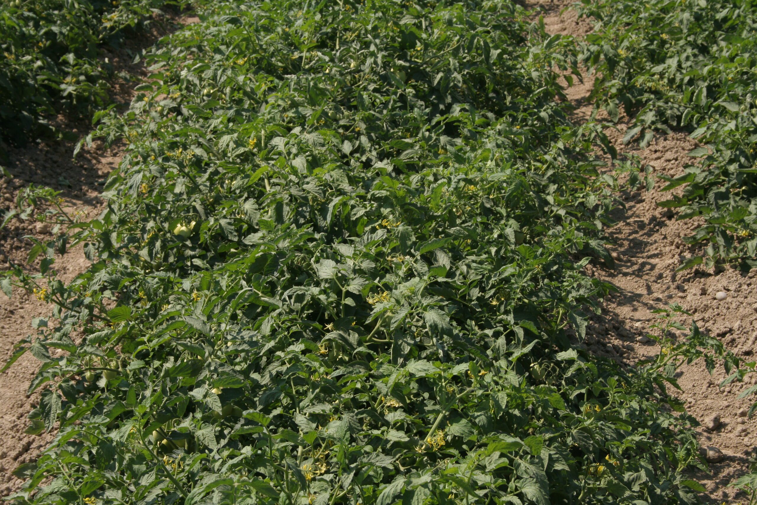 11 FIN FLORAISON NOUAISON - 65 à 75 jours après plantation
