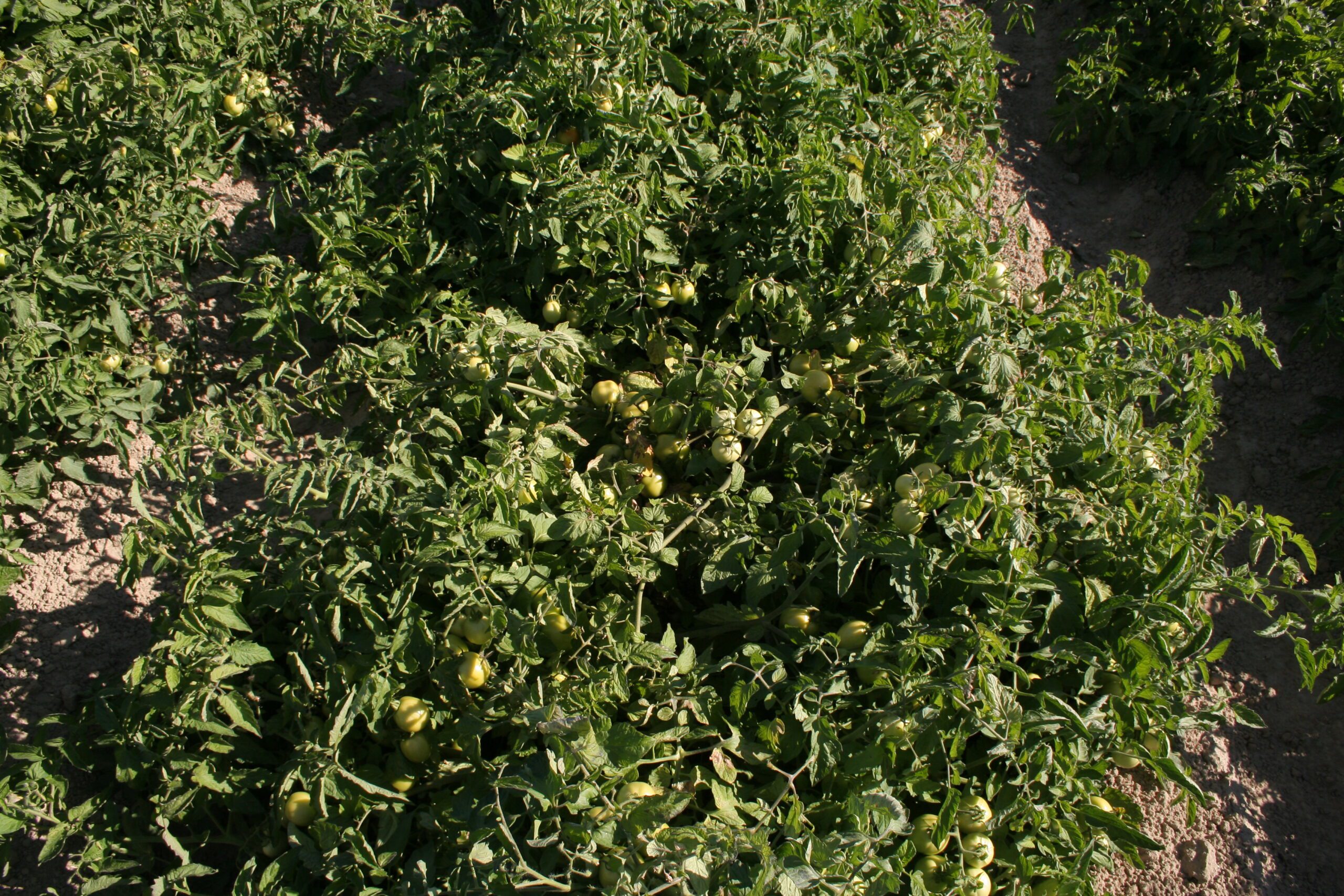 12 GROSSISSEMENT des fruits - 75 à 85 jours après plantation