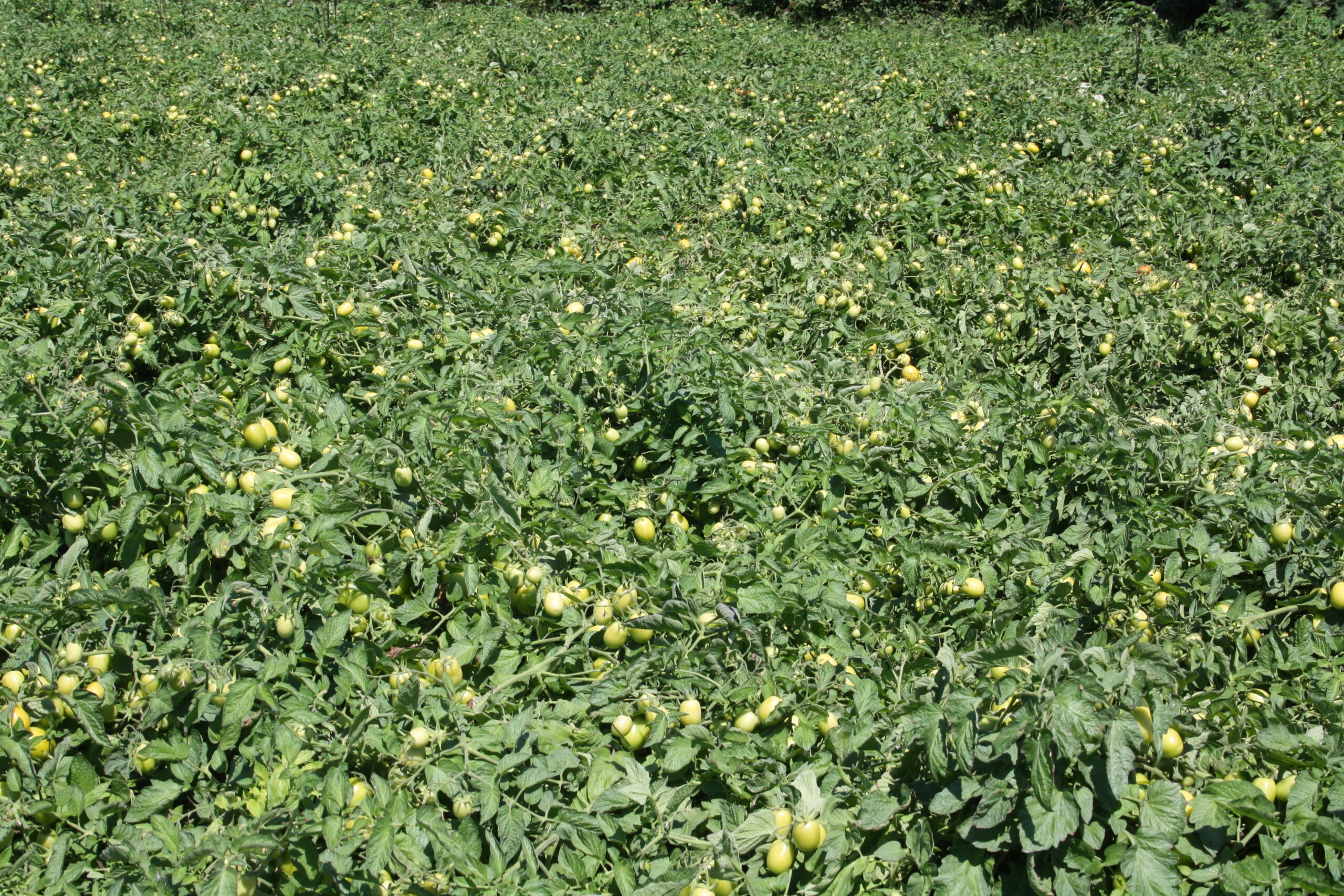 13 bbch 81 - 90 à 95 jours après plantation