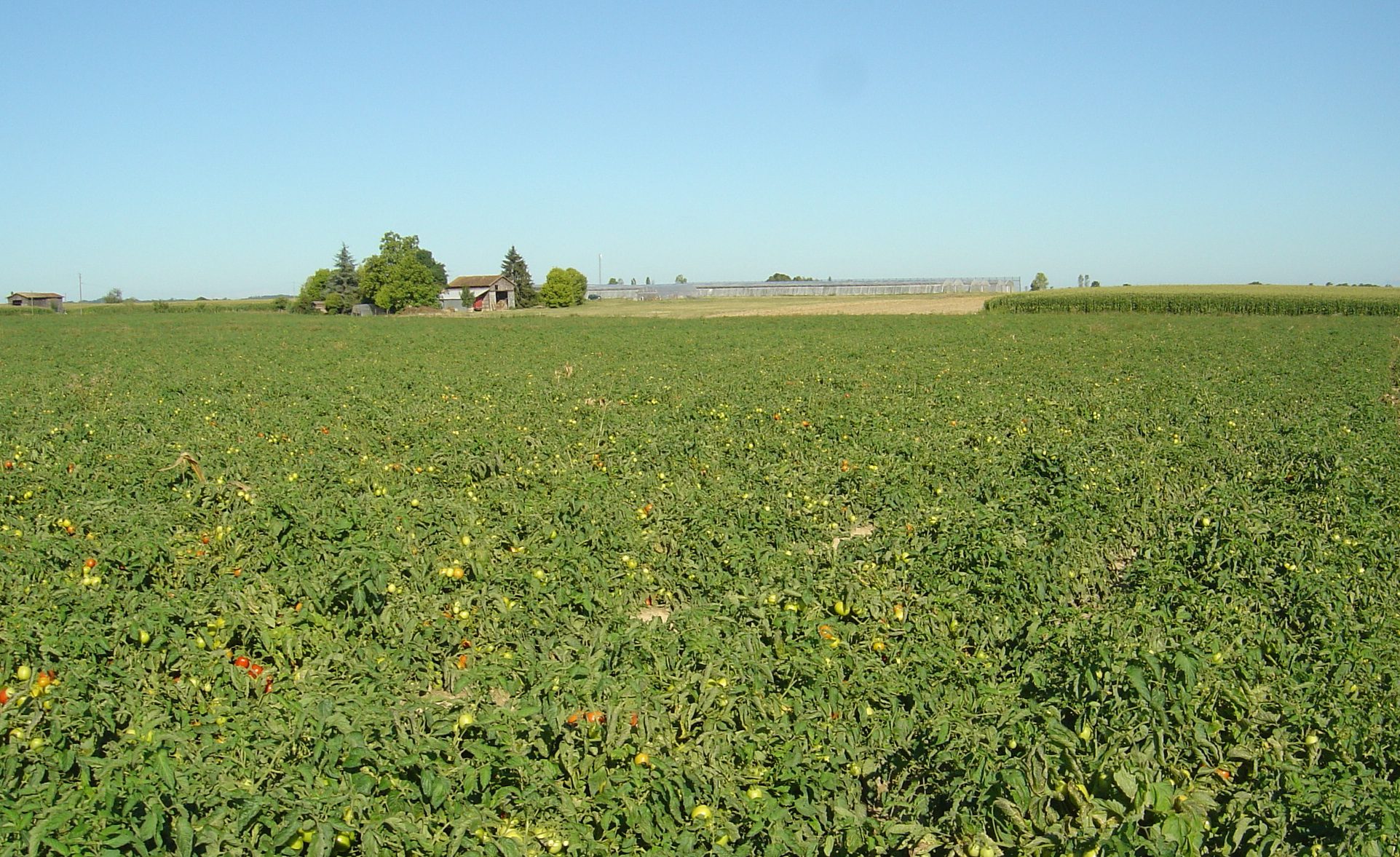 14 bbch 83 - 95 à 100 jours après plantation