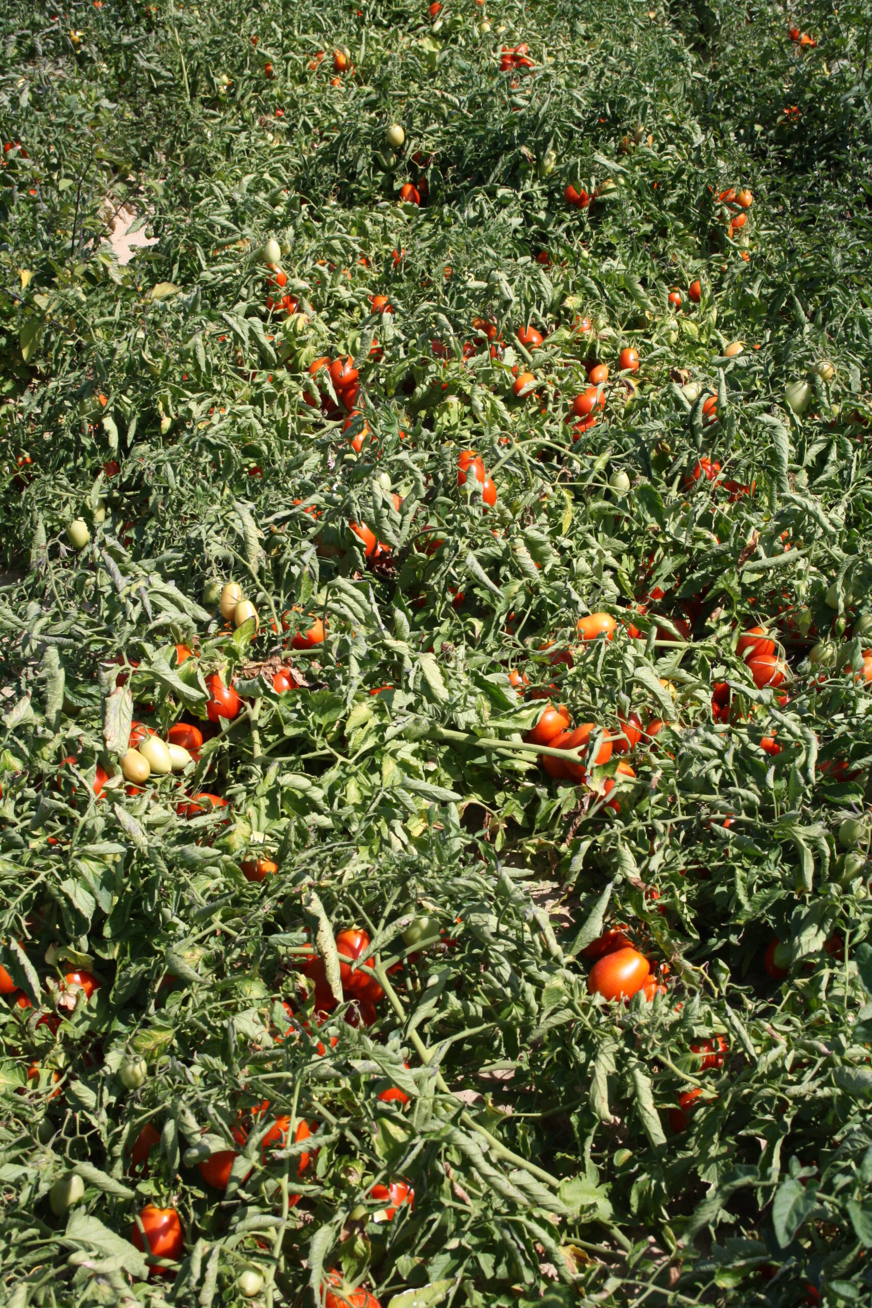 15 bbch 88 - 105 à 115 jours après plantation - Récolte